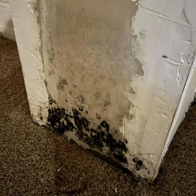 Professional Mold Removal in Hubbard, OH